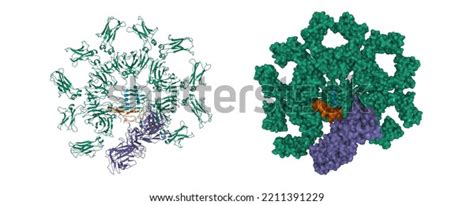 13 Fc Proteins Images, Stock Photos, 3D objects, & Vectors | Shutterstock