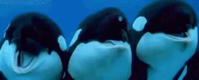 Happy Whales GIF - Orca Whales Happy - Discover & Share GIFs