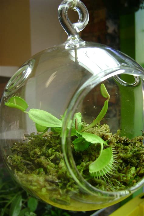 Venus Flytrap Terrarium | Cute Office Desk Plants and Planters From Etsy | POPSUGAR Smart Living