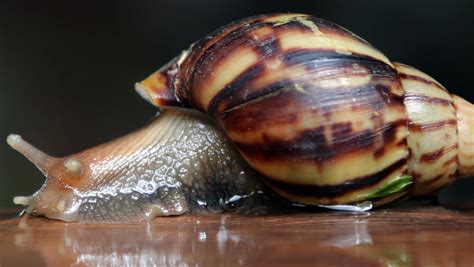 We tried snail slime skincare and things got sticky | KHQA