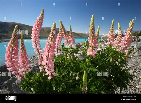 Wild Lupins Lake Tekapo Mackenzie Country South Island New Zealand Stock Photo - Alamy