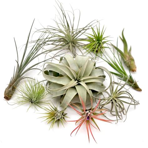 10-pack Assorted Tillandsia Air Plants for Terrarium Air Plant Arrangement, Air Plant Terrarium ...