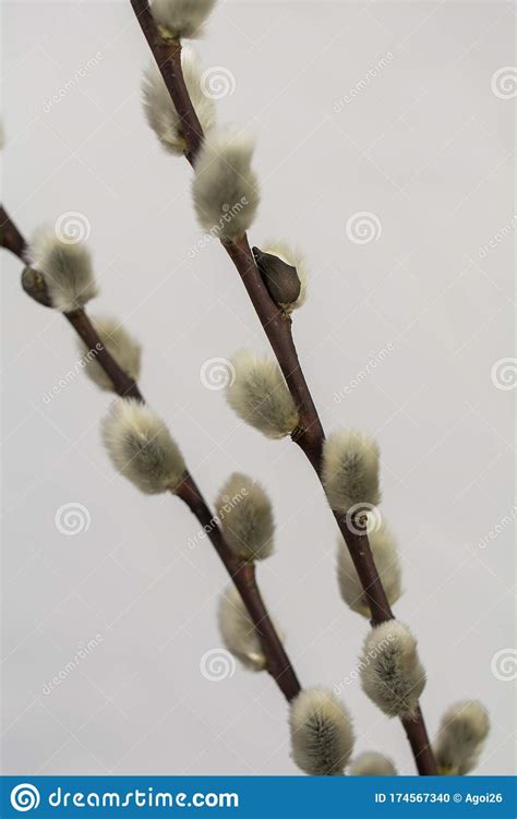 Willow Bouquet on a Light Background Stock Photo - Image of catkin, easter: 174567340