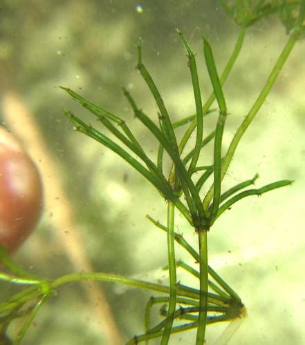 charophyte algae (Phylum Charophyta) · iNaturalist