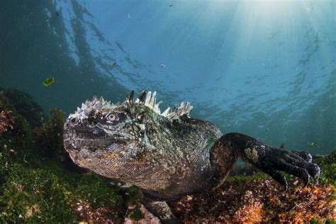 Marine Life in the Galapagos