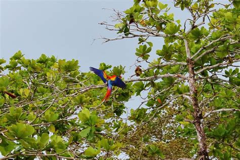 Wildlife On The Osa Peninsula, Costa Rica - Jetsetting Fools | Osa peninsula costa rica ...