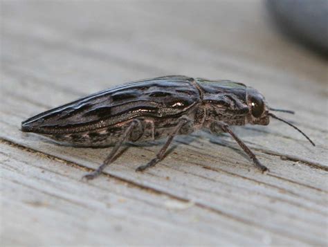 What is a pine borer beetle? - powerpointban.web.fc2.com