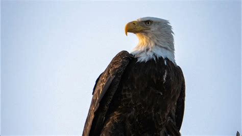 Eagle sound effect - YouTube