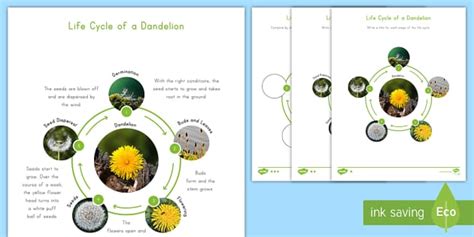 Dandelion Life Cycle Differentiated Science Activity for K-2nd Grade