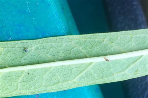 Egg about to hatch – Texas Butterfly Ranch