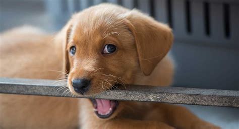 Do Dogs Lose Their Baby Teeth? A Pups Guide To Growing Up