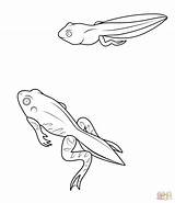 Tadpole And Froglet coloring Page  Free Printable Coloring Pages sketch template