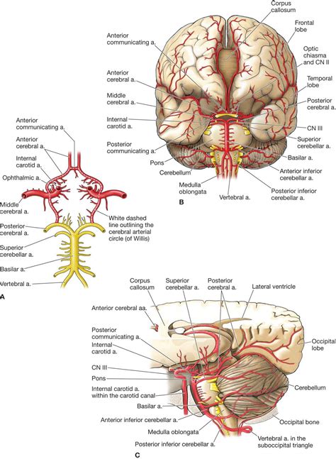 Vertebral Artery | Musculoskeletal Key