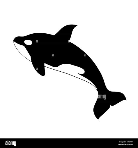 Orca killer whale breaching. Wildlife nature conservation concept. Clip ...