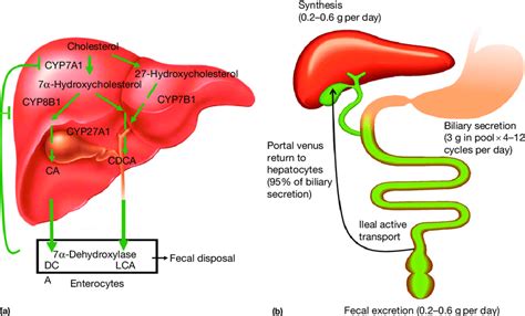 Bile acid metabolism and enterohepatic circulation of bile acids. Bile... | Download Scientific ...