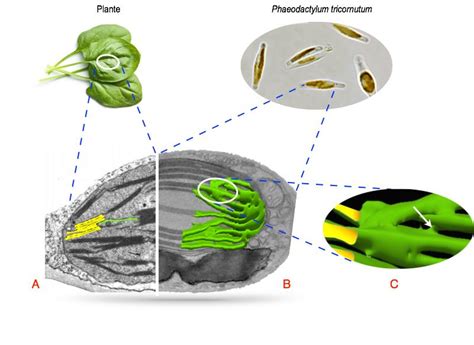 How phytoplankton rule the oceans