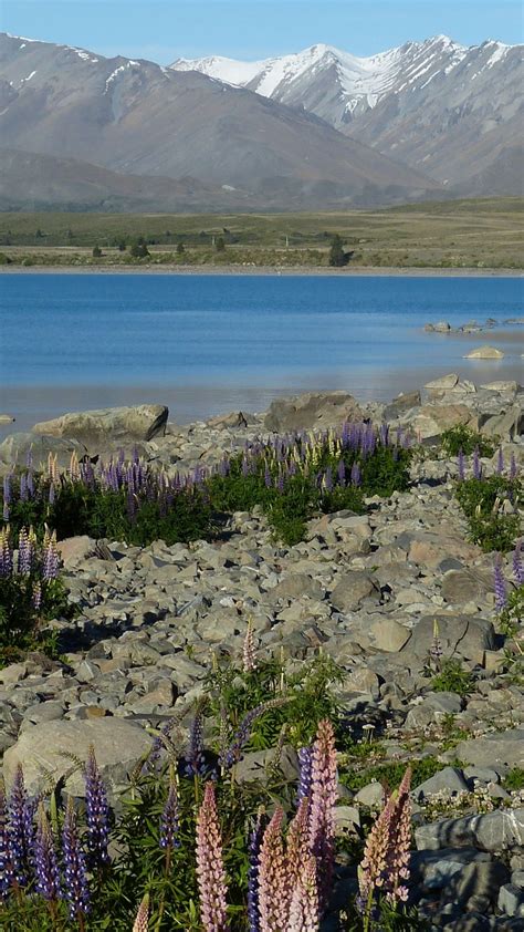 Lake Tekapo lupins - backiee