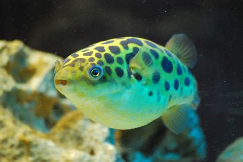 Green spotted puffer photo and wallpaper. Cute Green spotted puffer ...