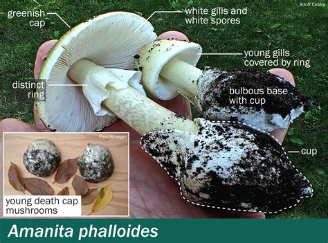 Amanita phalloides – Mushrooms Up! Edible and Poisonous Species of ...