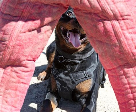 Premium Photo | Training of rottweiler