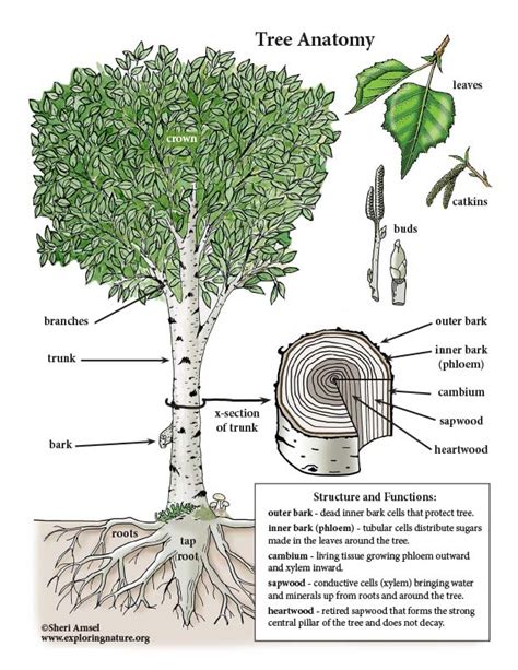 Tree Anatomy Diagram Anatomical Charts Amp Posters - Bank2home.com