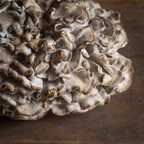 Hunting and cooking hen of the woods mushrooms also known as maitake ...