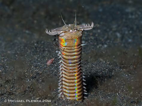 critters of the coral triangle; Eunice aphroditois - Bobbit Worm ...