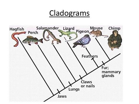 Phylogenetic Trees - Explained with Examples | EdrawMax