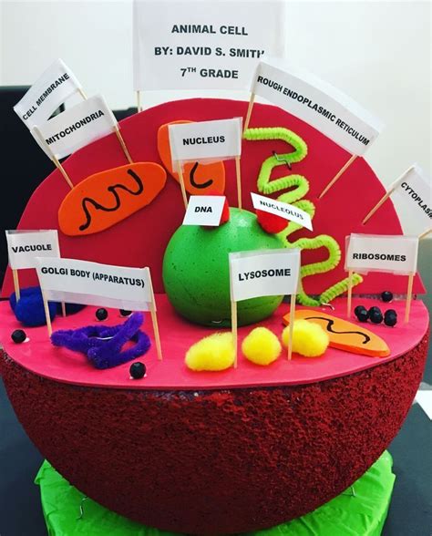 animal cell model labeled, project ideas middle school, how to make an animal cell model out of ...