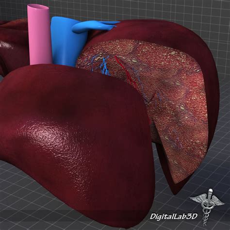 Liver Anatomy 3D Model MAX OBJ 3DS FBX C4D LWO LW LWS | CGTrader.com