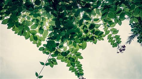 Sage Green Leaves Branches In White Background Sage Green, HD wallpaper ...