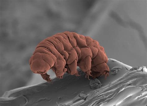 Tardigrade genomes explain life on the extremes - Keio Research Highlights