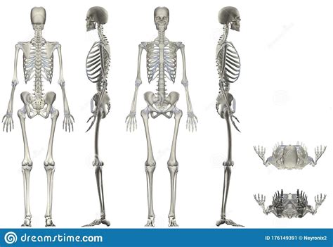 Human Anatomy Female Skeleton Multiple Angles Stock Image ...