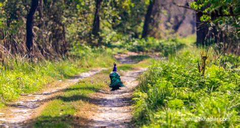 Shuklaphanta National Park can be nature lovers' next destination in western Nepal ...