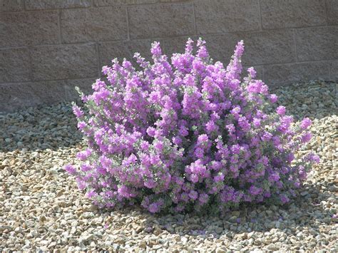 Xtremehorticulture of the Desert: How to Prune Texas Rangers