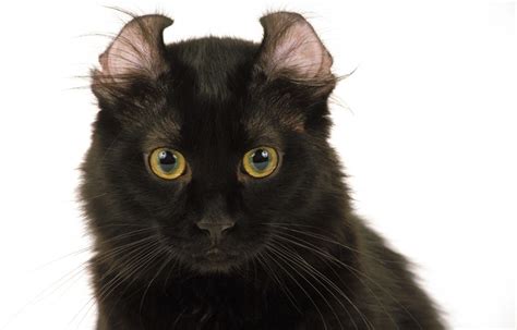 10 Stunning Black Cat Breeds That Deserve A Place In Your Heart - All About Cats