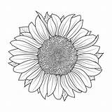 Girasol Simple Para Colorear Imprimir E Dibujar –ColoringOnlyCom sketch template