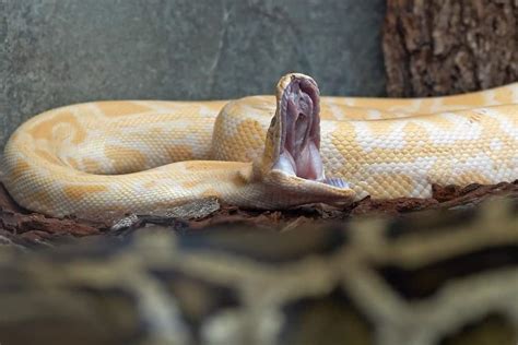 Ball Python Teeth: How to Keep You & Your Animal Safe