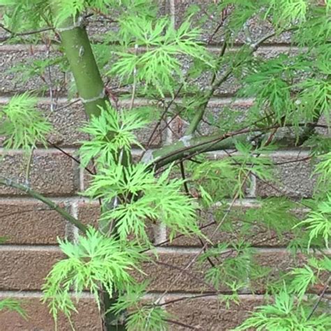 Weeping Viridis Japanese Maple — PlantingTree