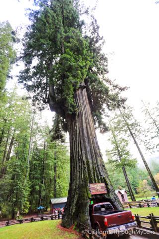 Chandelier Drive-Thru Tree in Leggett - California Through My Lens