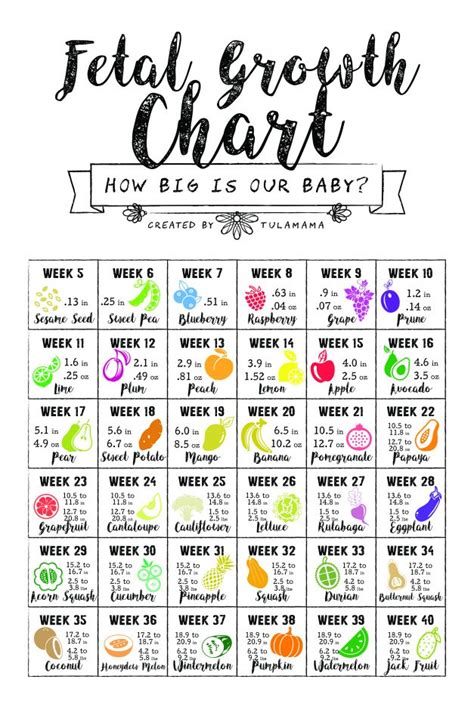 How Big Is My Baby? Using A Fetal Growth Chart To Track Your Baby Size By Week - Tulamama