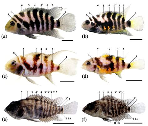 Sexual dichromatism in adult A. nigrofasciata reared under different... | Download Scientific ...