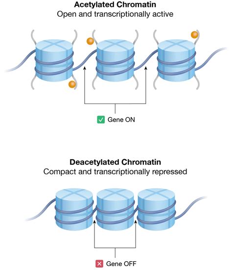 Epigenetics and Chromatin Structure | Bio-Rad