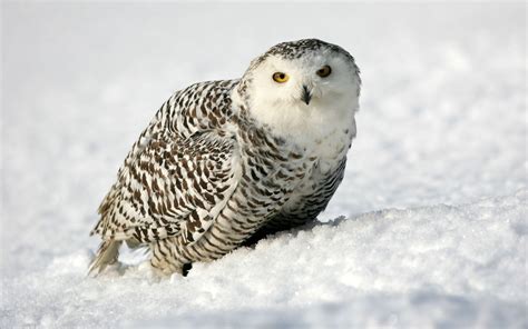 Animal Snowy Owl HD Wallpapers - Wallpaper Cave