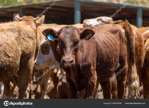 Image Cow Feedlot Feed Yard Stock Photo by ©clintvet.gmail.com 536793036