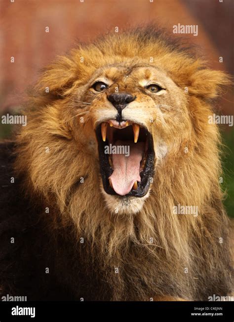 Roaring Lion Portrait Stock Photos & Roaring Lion Portrait Stock Images ...