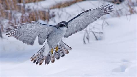 Winter Birds Snow