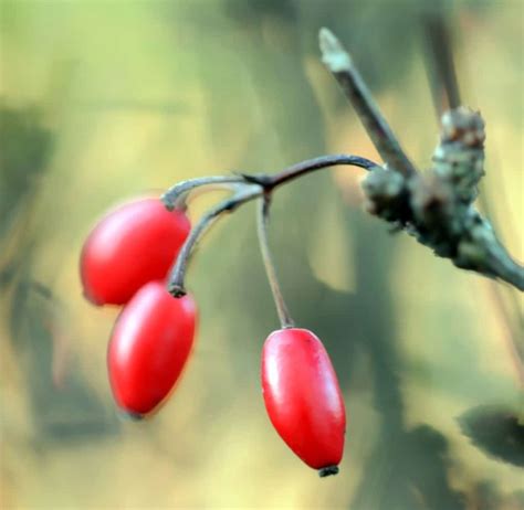 Berberis thunbergii - planting, pruning, and care, attracting ...