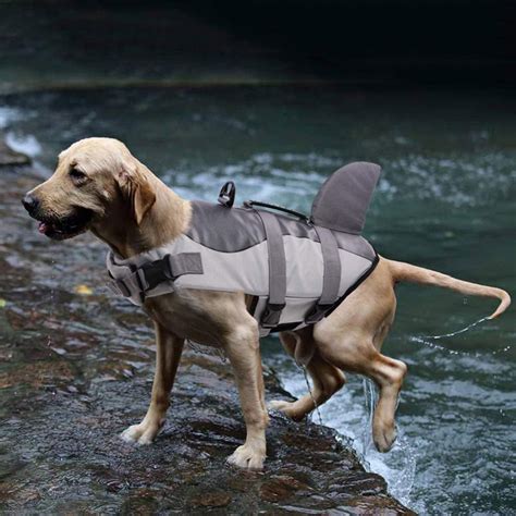 Three Things to Consider Before Buying a Dog Life Jacket | Field & Stream