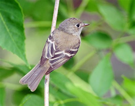 Utah Bird Records Committee - Sighting Record